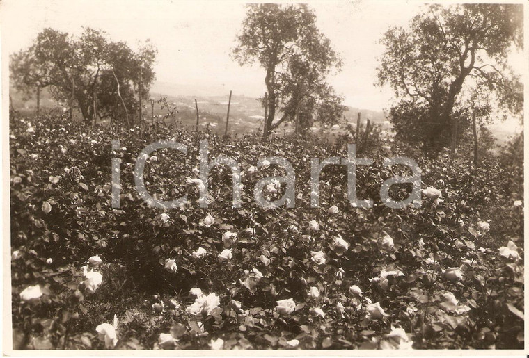 1932 SANREMO (IM) Fioritura di rose in riviera PHOTO