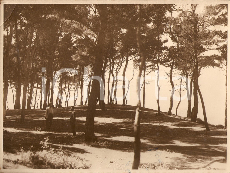 1933 VICO DEL GARGANO (FG) Pineta MARZINI a SAN MENAIO contrada BELLARIVA Foto