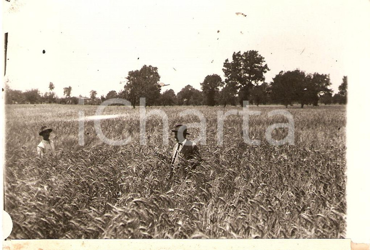 1930 ca VILLA SANTA LUCIA (FR) Campo moltiplicazione grano ANIMATA *Fotografia