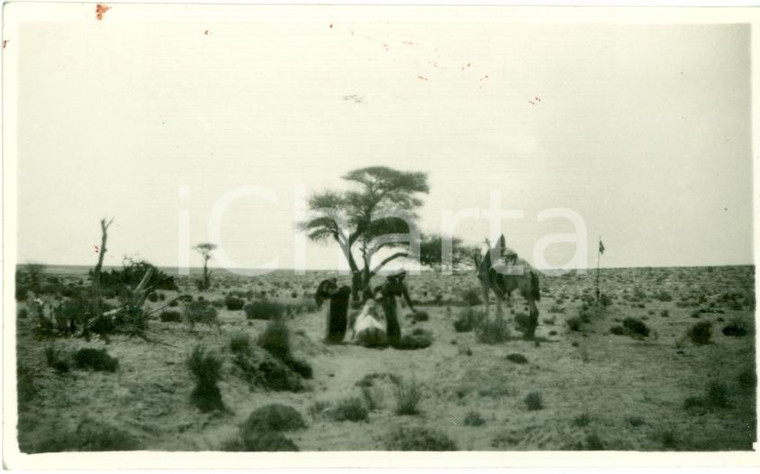 1935 ca TRIPOLI (LIBIA) Flora desertica regione GHIBLA Foto ANIMATA