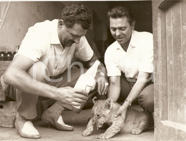 1955 ca CINEMA ITALIANO Piero NUCCORINI allatta cucciolo di leone *Fotografia