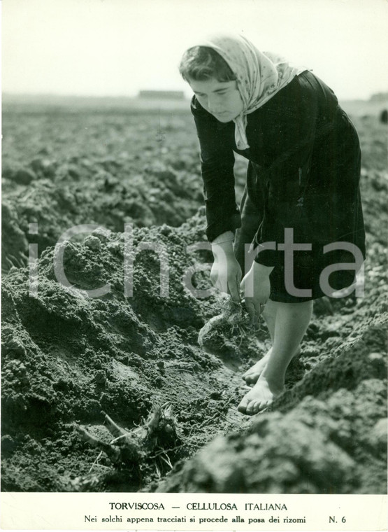 1940 ca TORVISCOSA (UD) Cellulosa Italiana Operaia scalza pianta rizomi *FOTO