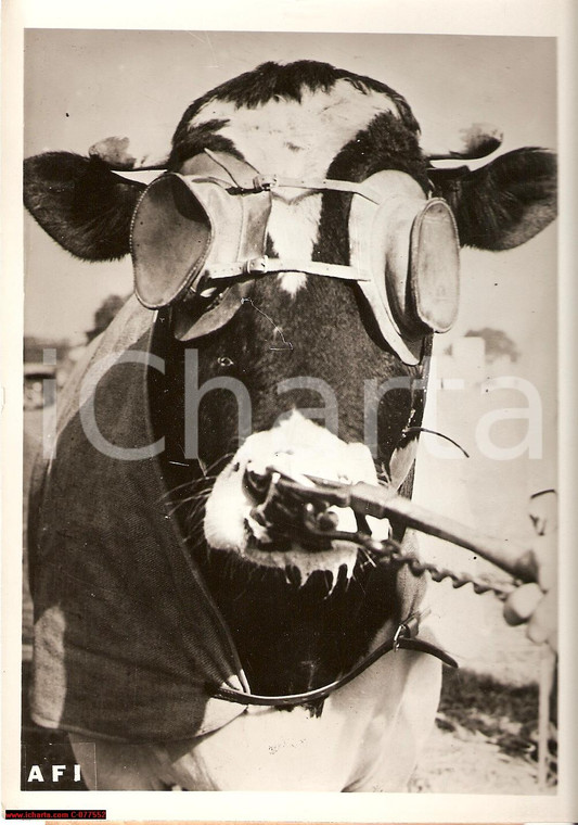 1941 Lisbona Toro con occhiali *Foto mostra bovini