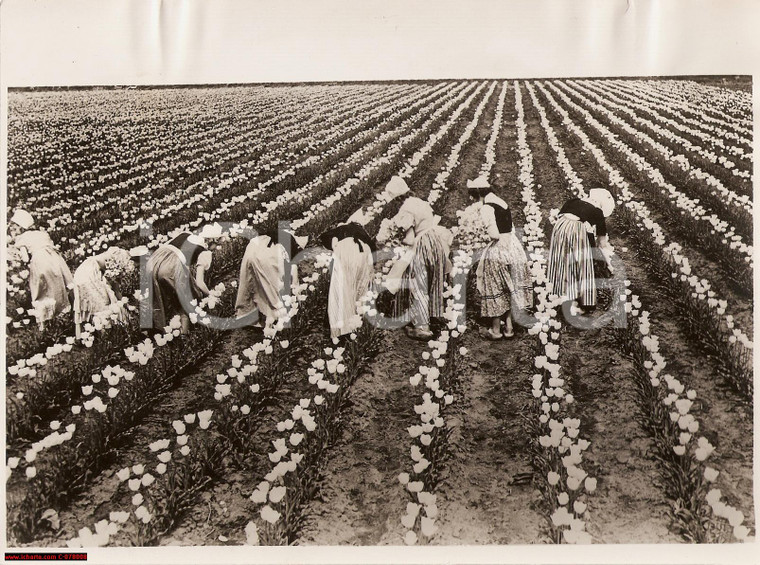 1938 WASHINGTON (USA) Fenomenale raccolto di tulipani *Fotografia