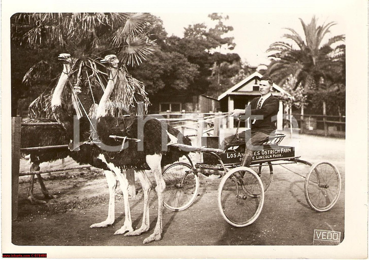 1940 LOS ANGELES OSTRICH FARM Real photo