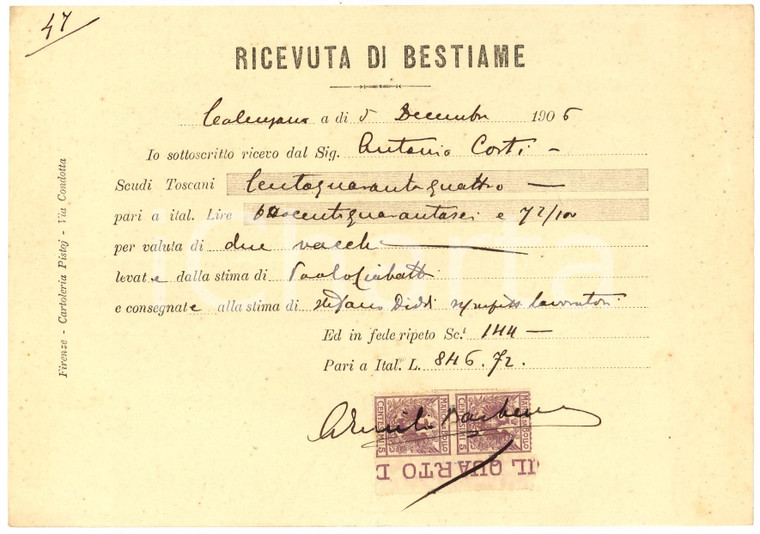 1906 CALENZANO (FI) Acquisto di vacche Stefano DIDDI