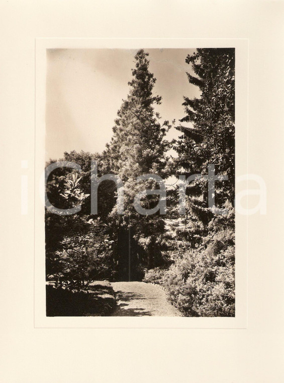 1940 INTRA Villa TARANTO Giardino botanico Cryptomeria Japonica *Foto AUTENTICA