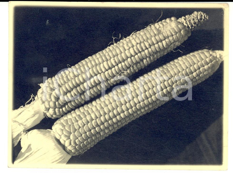 1936 TORINO Coppia di pannocchie *Foto Giacomo BASSO 12 x 9 cm