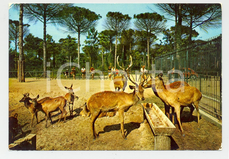 1970 ca CERVIA Cervi al Parco Naturale di MILANO MARITTIMA *Cartolina VINTAGE FG