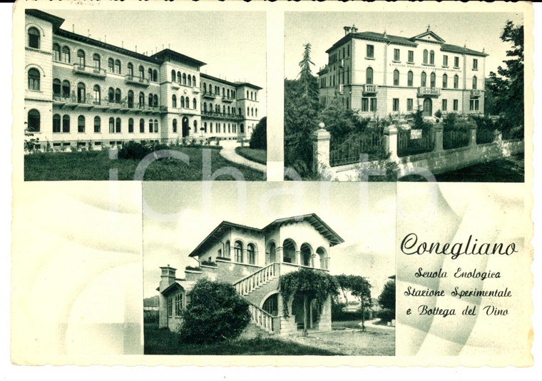 1950 CONEGLIANO (TV) Scuola Enologica e Bottega del vino *Cartolina FG VG