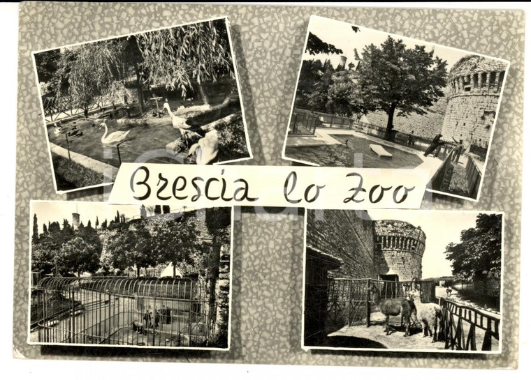 1964 BRESCIA Vedutine dello zoo comunale *Cartolina postale FG VG