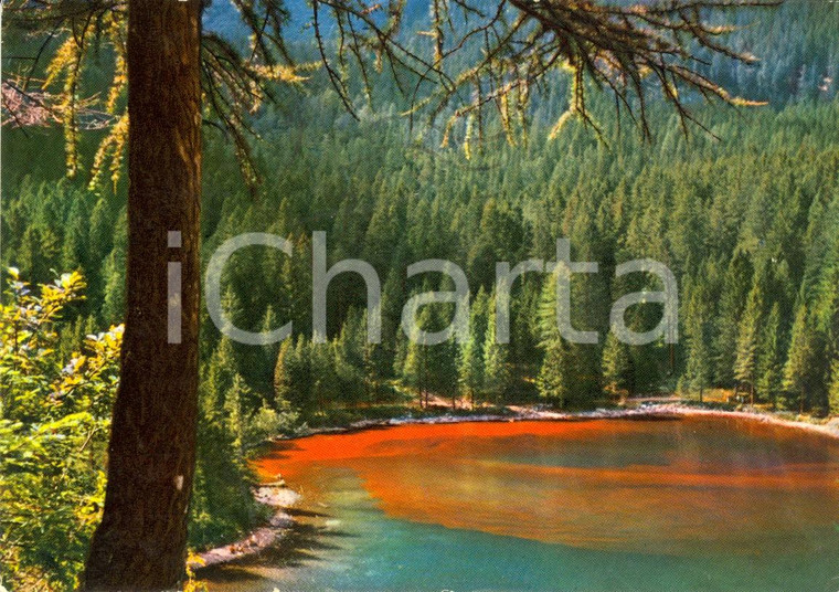 1965 TUENNO (TN) DOLOMITI Veduta Lago rosso di TOVEL *Cartolina VINTAGE FG VG