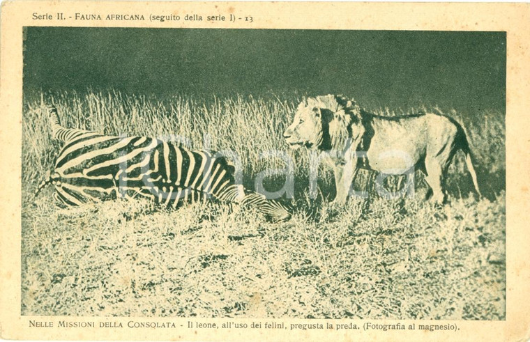 1930 ca MISSIONI CONSOLATA AFRICA Leone pregusta zebra *Cartolina FP NV