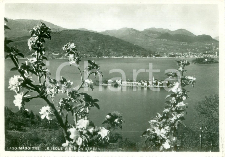 1953 LAGO MAGGIORE Le isole viste da STRESA *Cartolina FG VG