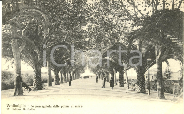 1920 ca VENTIMIGLIA (IM) La passeggiata delle palme al mare *Cartolina FP NV