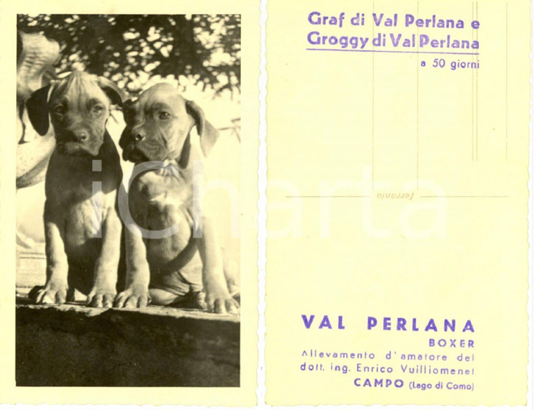 1950 ca CAMPO (CO) VAL PERLANA Allevamento boxer Enrico VUILLIOMENET