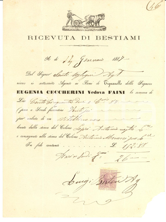 1887 TIGNANELLO (FI) Vitellino Eugenia CECCHERINI FAINI