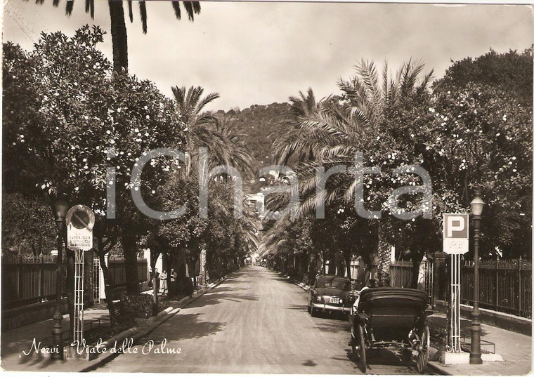 1953 GENOVA NERVI Viale delle Palme con Calesse ANIMATA *Cartolina FG VG