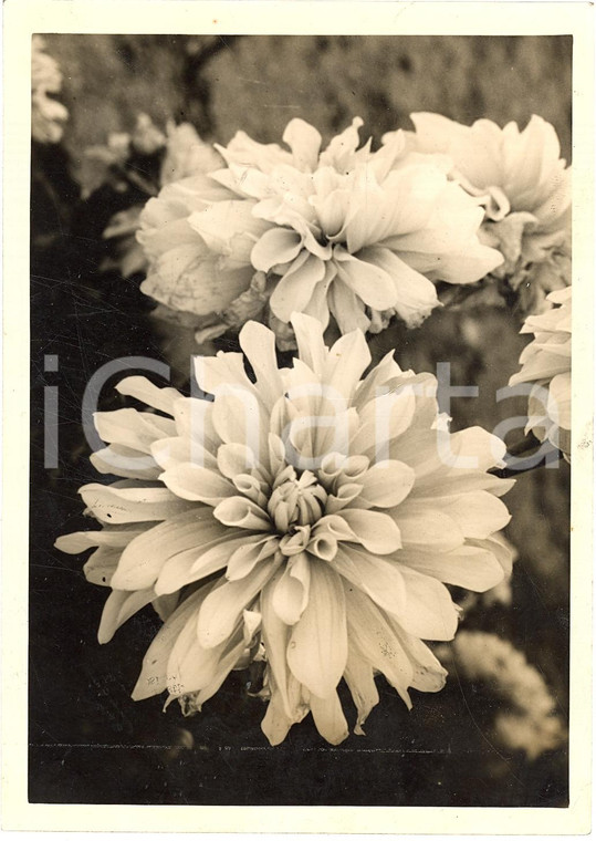 1938 MILANO Alla mostra delle dalie Particolare PHOTO