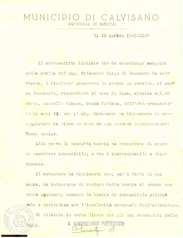 1941 CALVISANO BS Cavalla di Luigi MALACARNE pericolosa