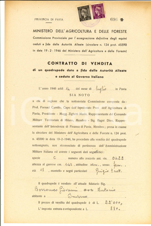 1946 PAVIA Giovanni BORROMEO compra cavallo ceduto dagli Alleati al Governo