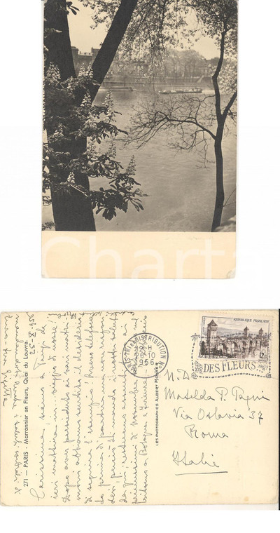 1956 PARIS Marronier en fleur *Cartolina a Matelda Pietro PAGNI FG VG