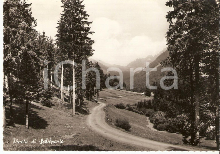 1958 SCHILPARIO (BG) Panorama della pineta *Cartolina FG VG