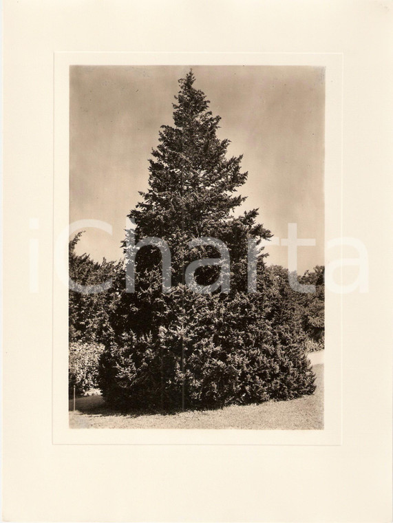 1940 ca VERBANIA INTRA Villa TARANTO Giardino botanico Cipresso *Foto (2) 