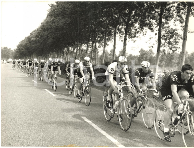 1967 CICLISMO GIRO D'ITALIA 1^ Tappa TREVIGLIO-ALESSANDRIA Passaggio gruppo FOTO