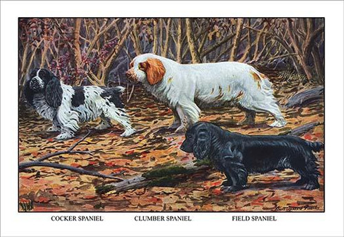 Cocker Spaniel, Clumber Spaniel, and Field Spaniel