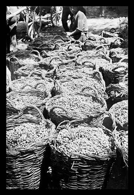 Baskets of Wine Grapes at Richon Le Zion