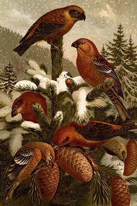 Crossbill Finches