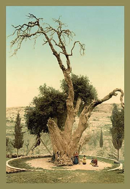 Abraham's Tree Mamreh on the West Bank