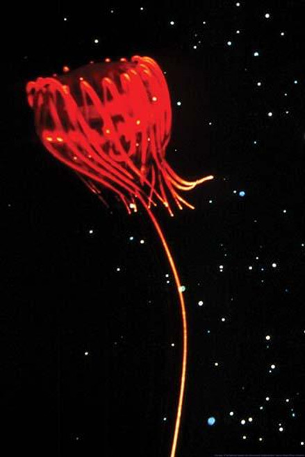 Jellyfish of Cape Hatteras