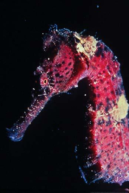 Hippocampus Erectus - The Seahorse