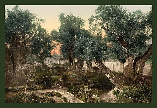 The Gardem of Gethsemane