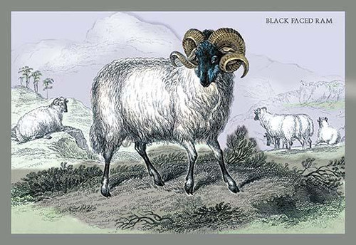Black Faced Ram