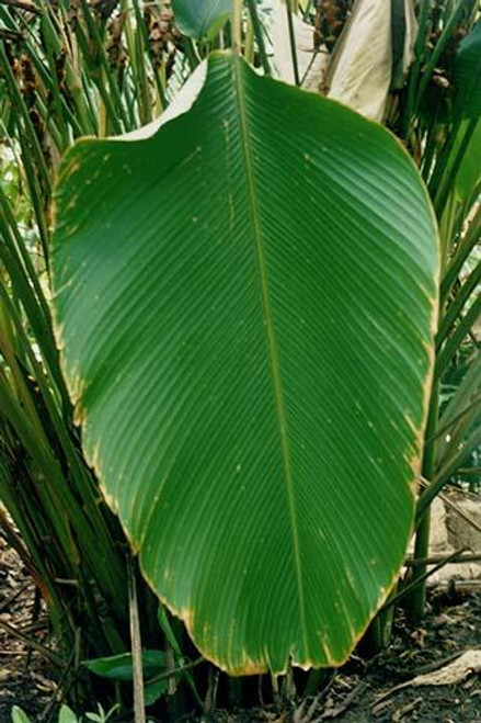 Broad Leaf