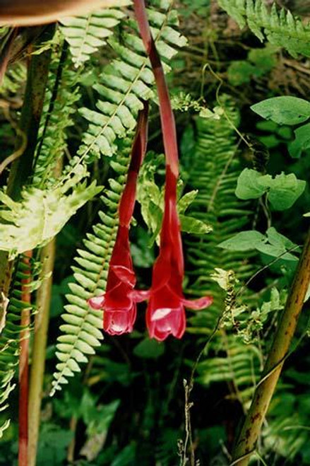 Torch Ginger