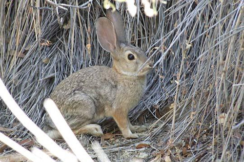 Desert Hare