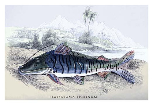 Platystoma Tigrinum