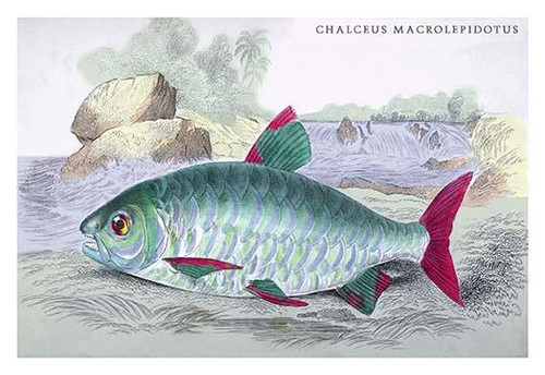 Chalceus Macrolepidotus