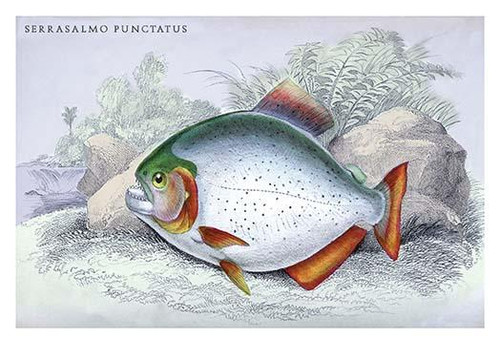 Serrasalmo Punctatus