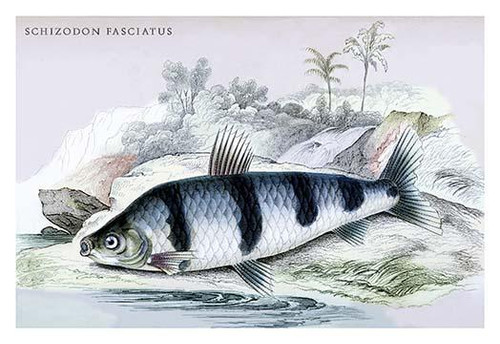 Schizodon Fasciatus