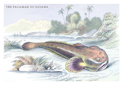 The Pacamah of Guiana