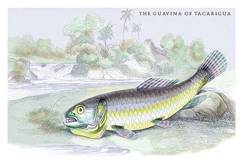 The Gavina of Tacarigua