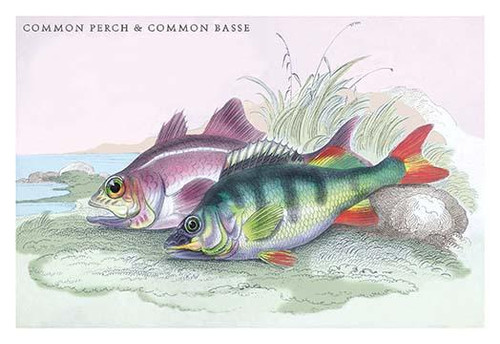 Common Perch and Common Bass