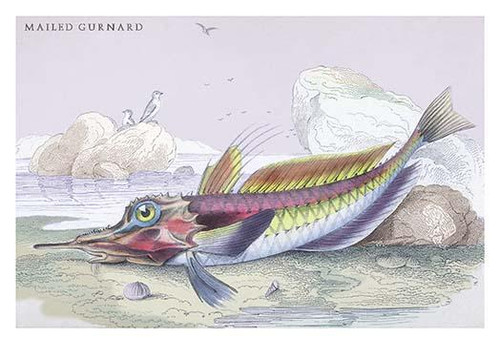 Mailed Gurnard