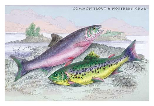 Common Trout and Northern Char