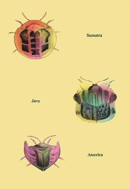 Beetles of Sumatra, Java and America #2